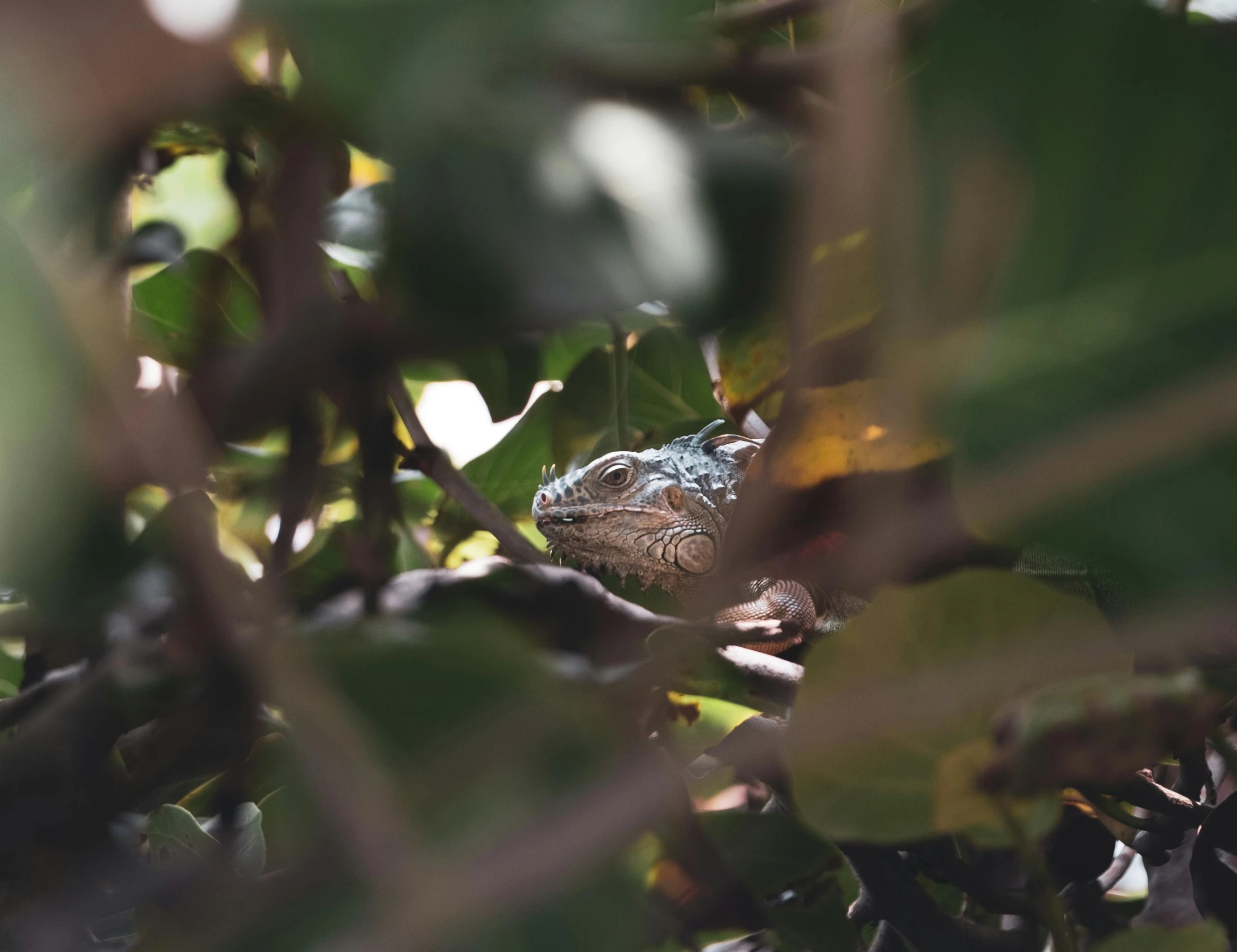 a lizard sitting on top of a tree branch, a photo, pexels contest winner, amongst foliage, spying, medium format. soft light, iguana