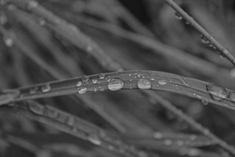 a close up of a plant with water droplets on it, by Jan Rustem, greyscale, reeds, by greg rutkowski, micro-details