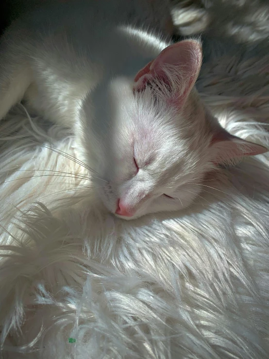 a white cat sleeping on top of a fluffy white blanket, a photorealistic painting, inspired by Elsa Bleda, trending on pexels, with shiny skin, soft vinyl, portrait of ahri, albino