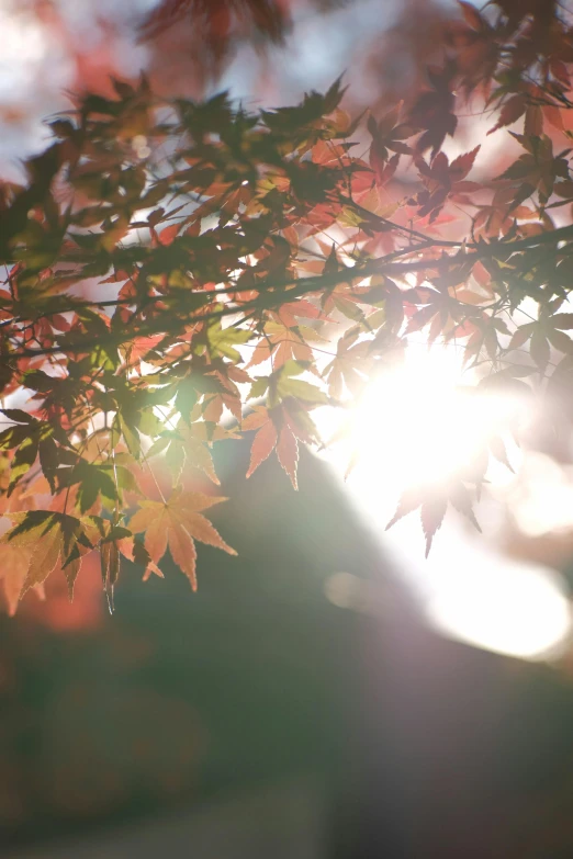 the sun shines through the leaves of a tree, unsplash, happening, japanese maples, medium format. soft light, 15081959 21121991 01012000 4k, bokeh )