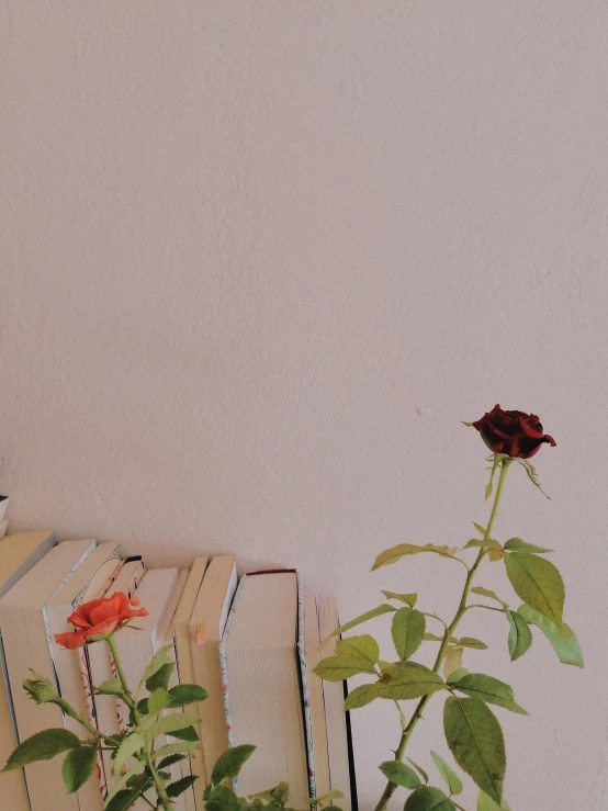 a red flower sitting on top of a table