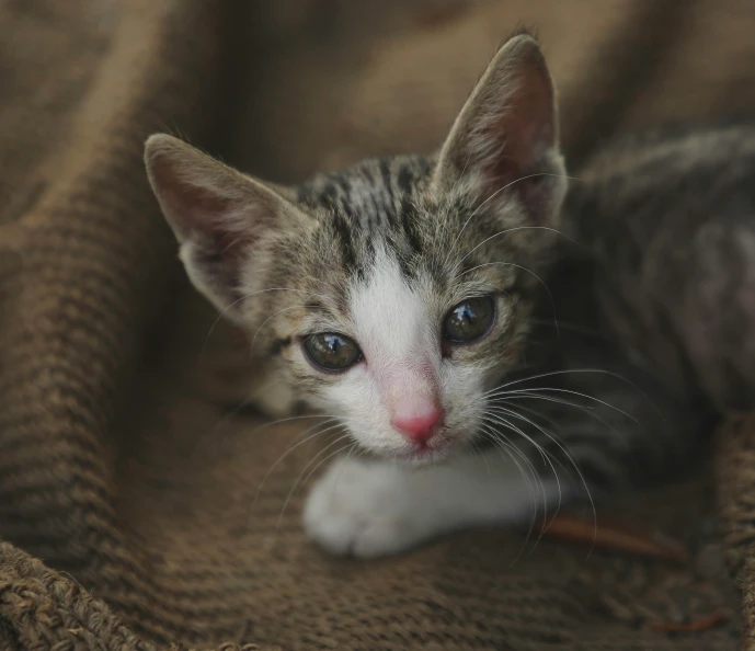 a close up of a cat laying on a blanket, posing for a picture