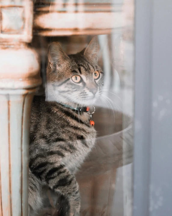 a cat that is sitting in a window