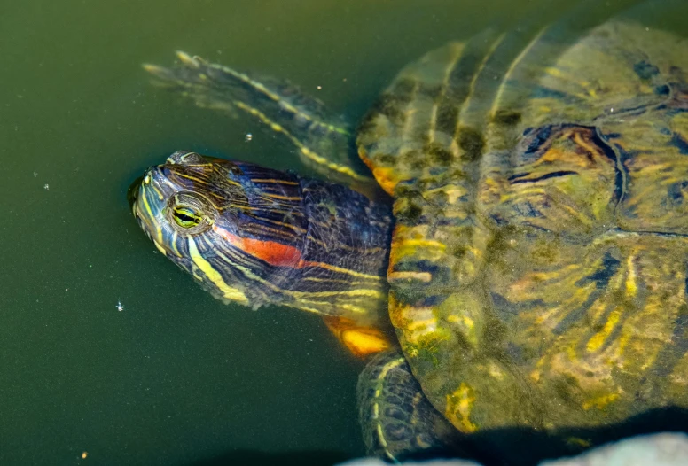 a close up of a turtle in a body of water, by Jan Tengnagel, pexels contest winner, hurufiyya, multicoloured, wrinkly, 🦩🪐🐞👩🏻🦳, watery red eyes