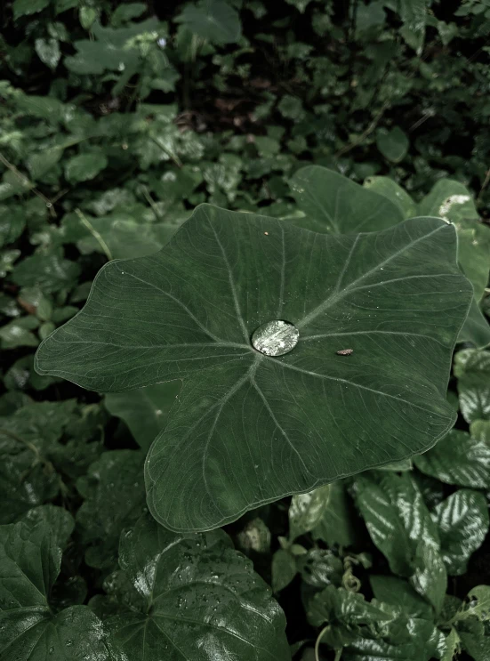 a close up of a leaf with a diamond on it, an album cover, inspired by Elsa Bleda, unsplash, hurufiyya, lily pad, ignant, datura, outdoor photo