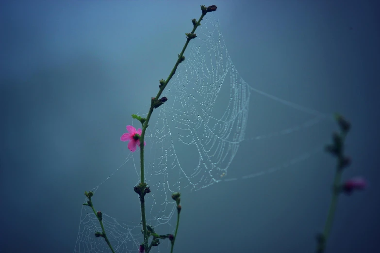 a close up of a spider web on a plant, by Eglon van der Neer, unsplash contest winner, pink and blue and green mist, flowering vines, on a gray background, shot on hasselblad