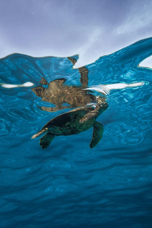 a green sea turtle swimming in the ocean, by Matt Stewart, unsplash contest winner, photorealism, liquid refraction, maui, glossy surface, close together