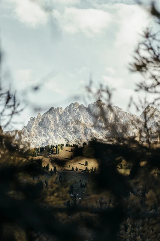 looking through nches at a mountain range