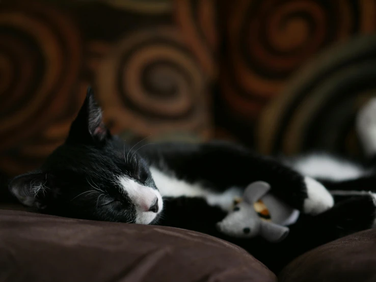 a black and white cat sleeping on a couch, by Julia Pishtar, pexels contest winner, stuffed animal, hybrid of mouse and cat, tuxedo, soft vinyl
