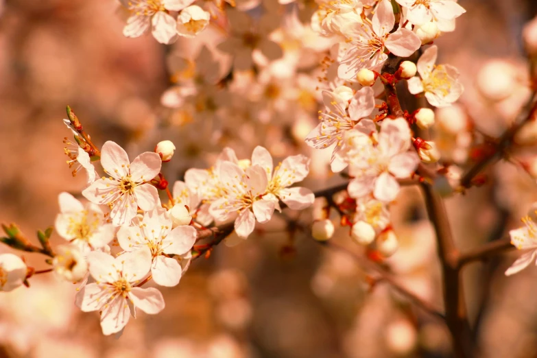 a close up of a bunch of flowers on a tree, cherry blossom trees, warm coloured, slide show, softly - lit