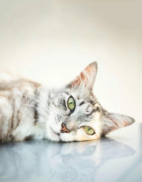 a gray and white cat laying on top of a car, trending on pexels, photorealism, on a white table, tired face, getty images, ilustration