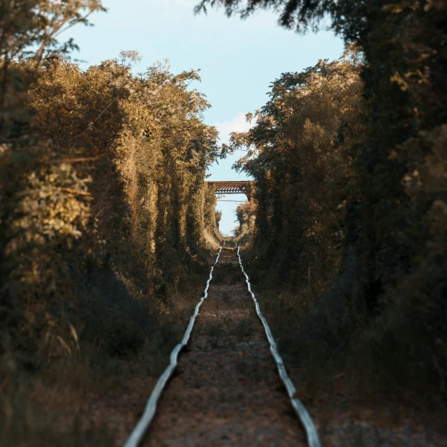 a train track surrounded by trees on a sunny day, unsplash contest winner, surrealism, narrow passage, 4 k cinematic photo, connected to nature via vines, still from a wes anderson movie