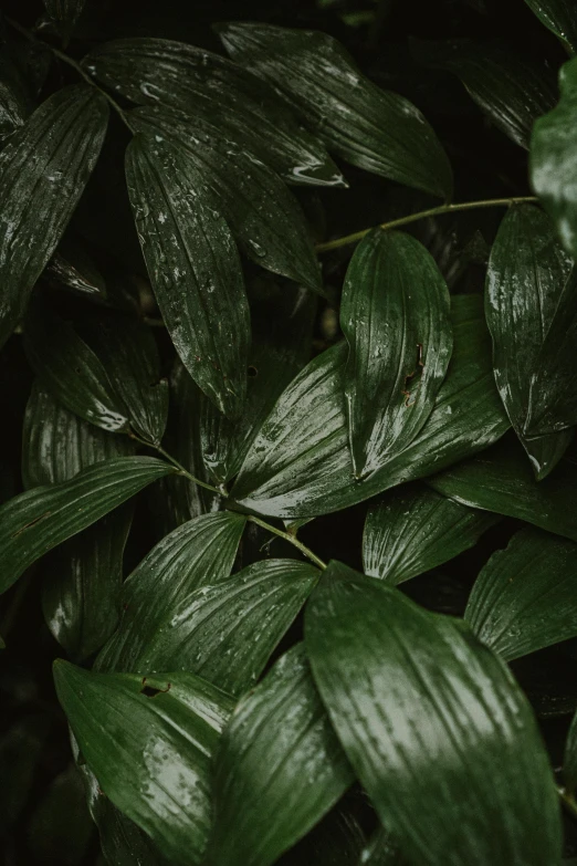 a close up of a plant with green leaves, an album cover, inspired by Elsa Bleda, trending on pexels, lush rain forest, dark, high textured, a high angle shot