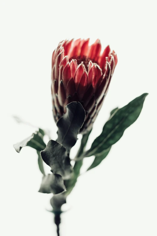 a red flower sitting on top of a stem, on a gray background, spiky, set against a white background, eucalyptus