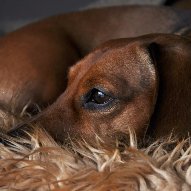 a brown dog laying on top of a pile of fur, inspired by Elke Vogelsang, pexels, dachshund, sad eyes, grain”, thoughtful )
