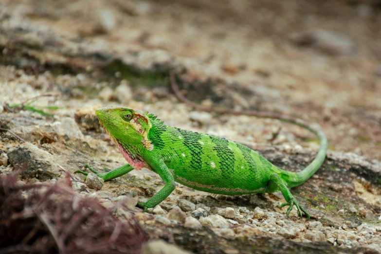 a close up of a lizard on a rock, by Peter Churcher, trending on pexels, green and pink, sri lanka, walking, garrulus glandarius