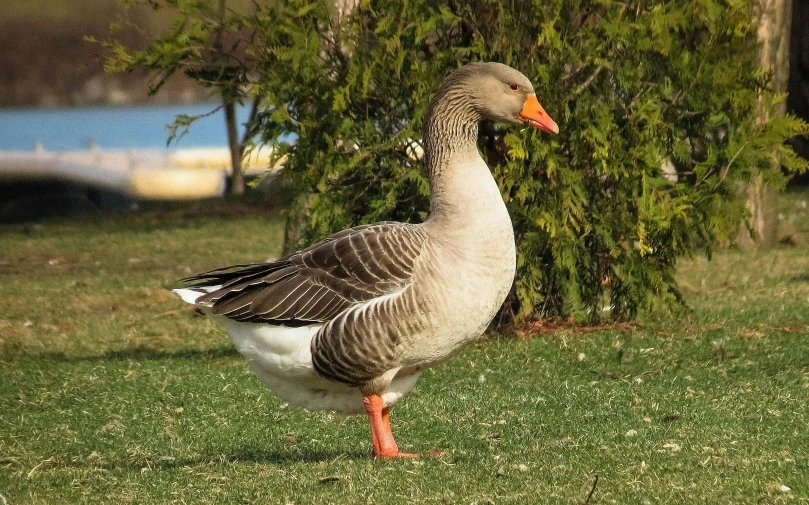 a duck that is standing in the grass, on a green lawn