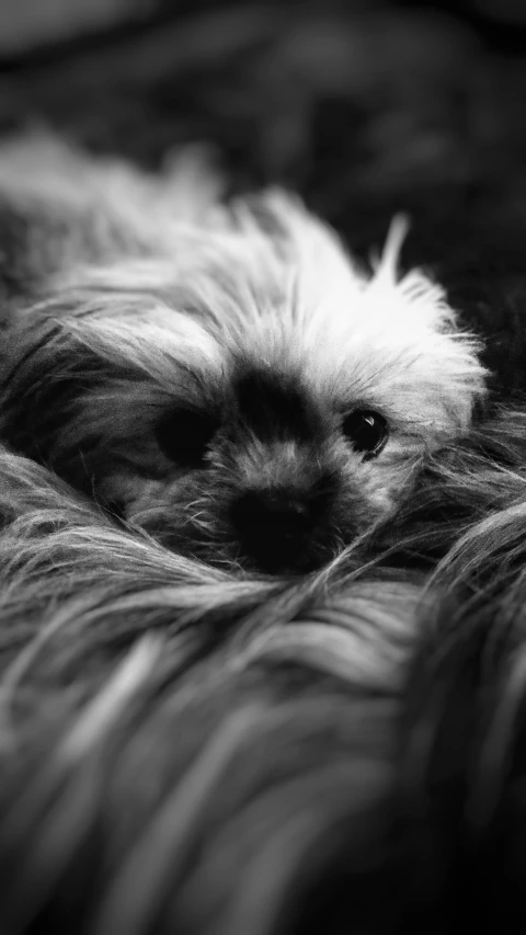 a black and white photo of a small dog, by Felix-Kelly, lying down, fluffy face, a blond, mid shot photo