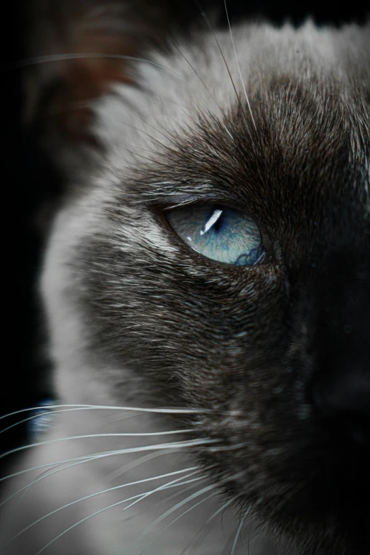 a close up of a cat with blue eyes, an album cover, by Jan Tengnagel, pexels contest winner, black, grey, highly microdetailed, midnight