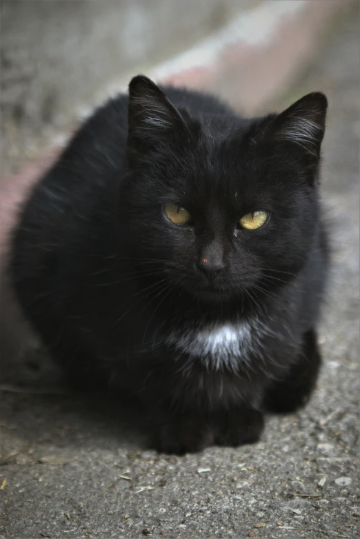 a black cat is sitting on the ground, by Terese Nielsen, full frame image, dan mumfor, mixed animal, main colour - black