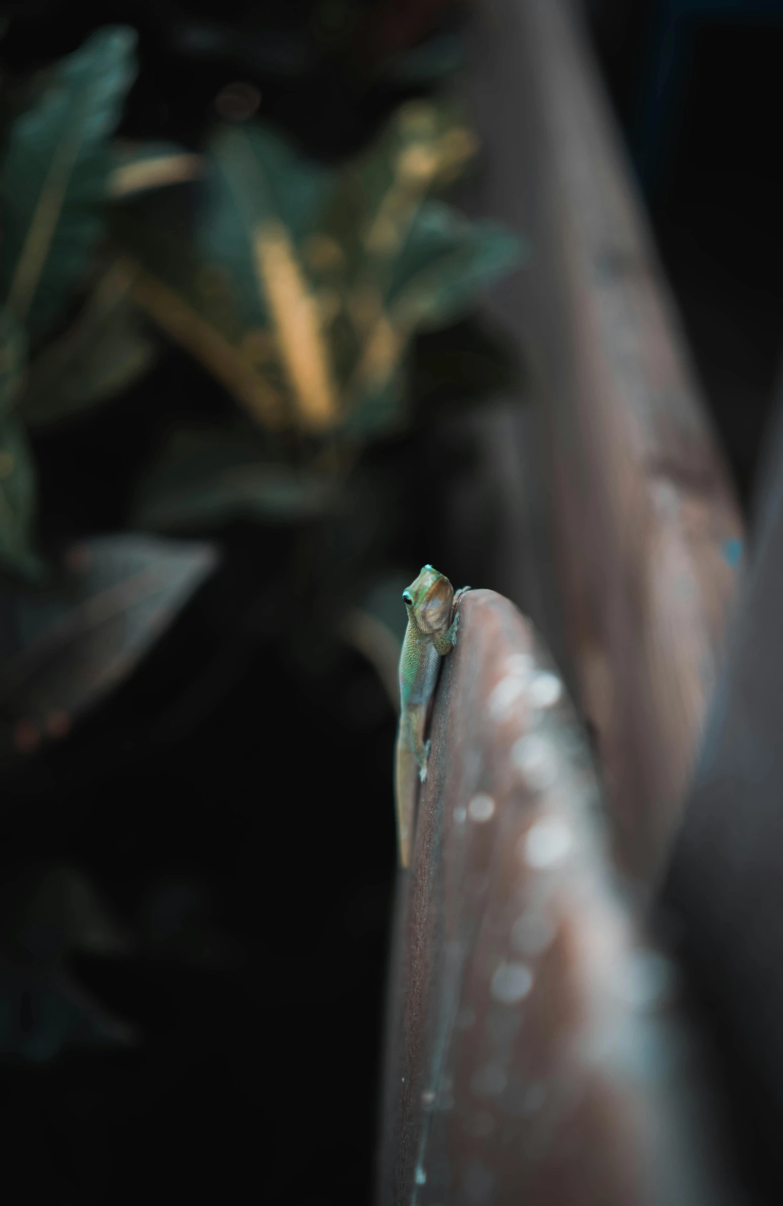 a lizard sitting on top of a metal fence, a macro photograph, unsplash, bioluminiscent creature, it\'s name is greeny, low quality photo, tail fin