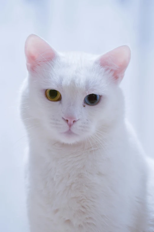 a white cat sitting on top of a table, heterochromia, an ai generated image, getty images, pastel'