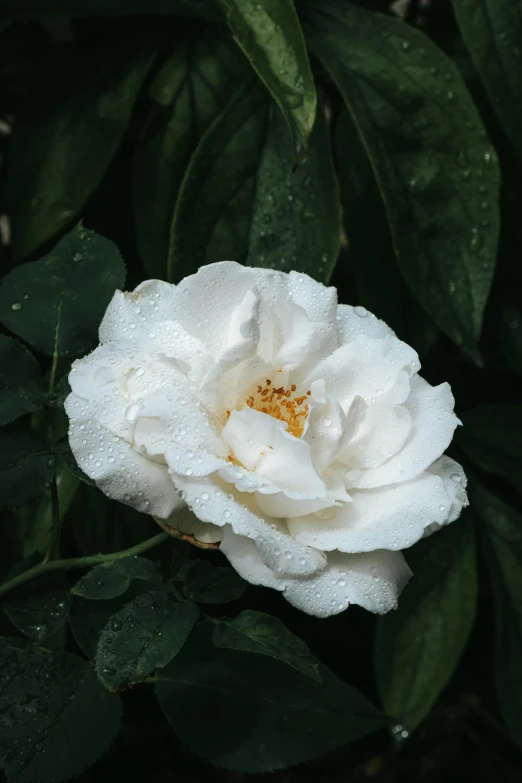 a white flower with lots of green leaves in the background