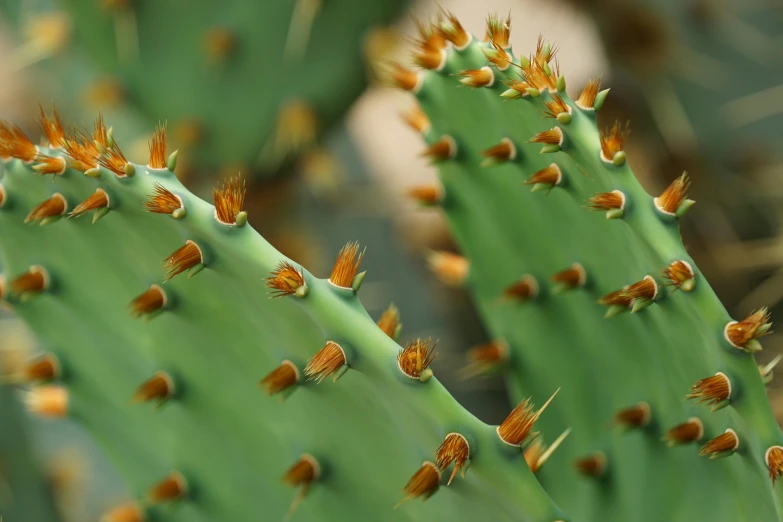 a close up view of a cactus plant, two arms that have sharp claws, eucalyptus, up-close, thorns