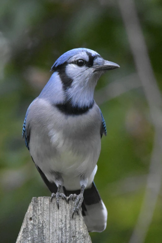 a blue jay sitting on top of a wooden post, link, looking serious, blue and silver, college