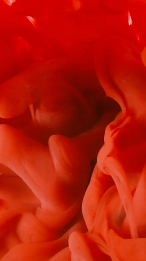 a close up view of a red flower, an album cover, by Doug Ohlson, romanticism, silicone skin, coral, nick knight, in 4k