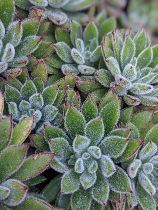 a close up of a plant with green leaves