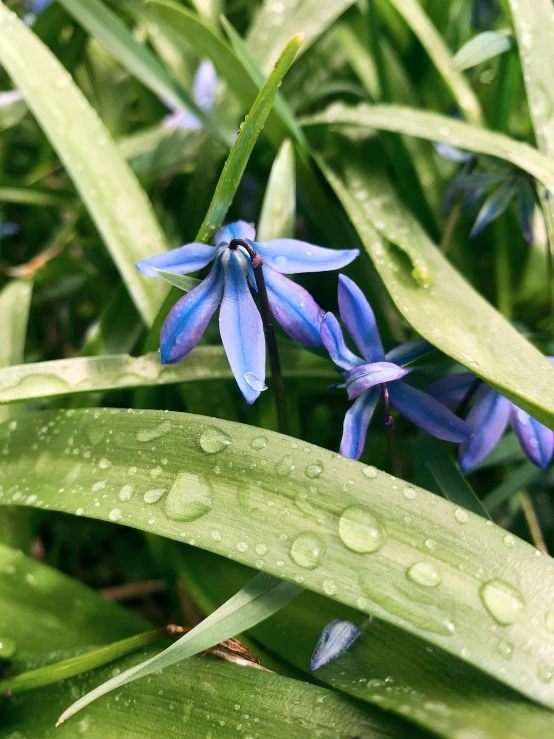 a group of blue flowers sitting on top of a lush green field, covered in water drops, photograph of april, 🚿🗝📝, mediumslateblue flowers