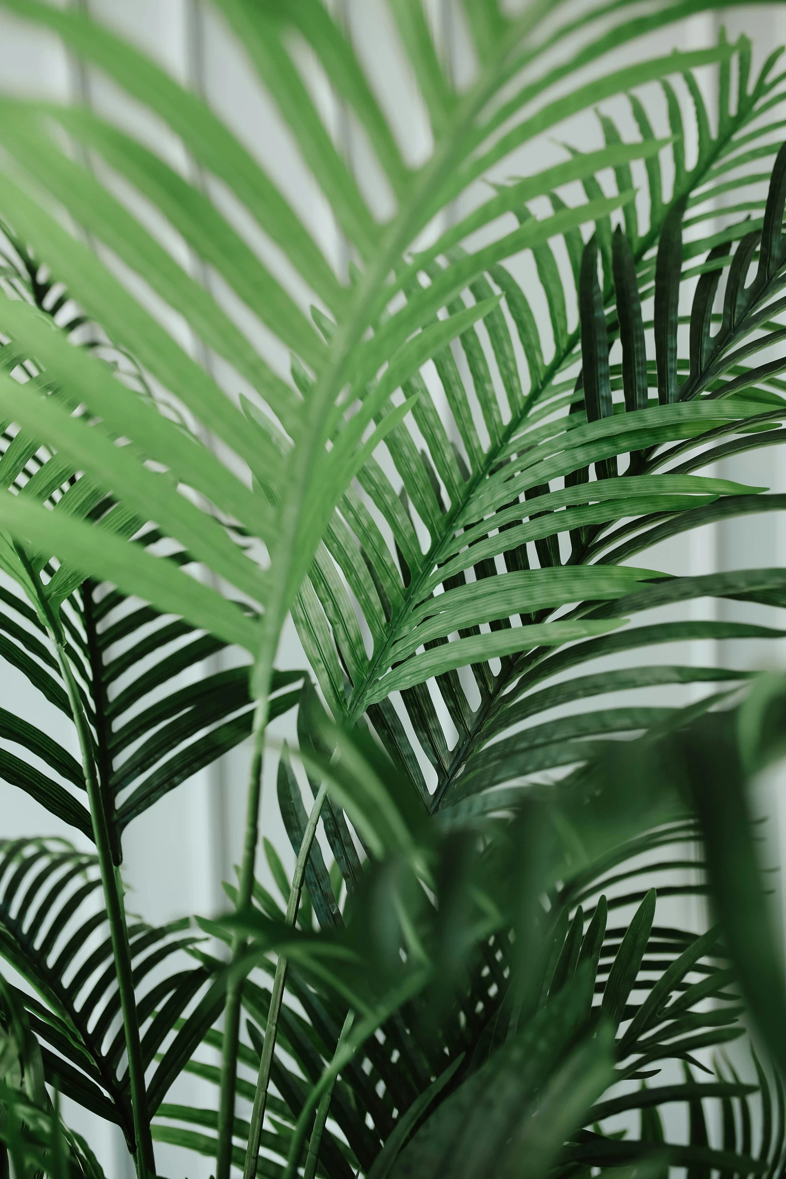 a close up of a plant with green leaves, trending on unsplash, photorealism, with interior potted palm trees, soft vinyl, ilustration, zoomed in shots