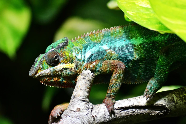 a chamelon sitting on top of a tree branch, pexels contest winner, brand colours are green and blue, dragon scales across hairline, australian, coloured with lots of colour