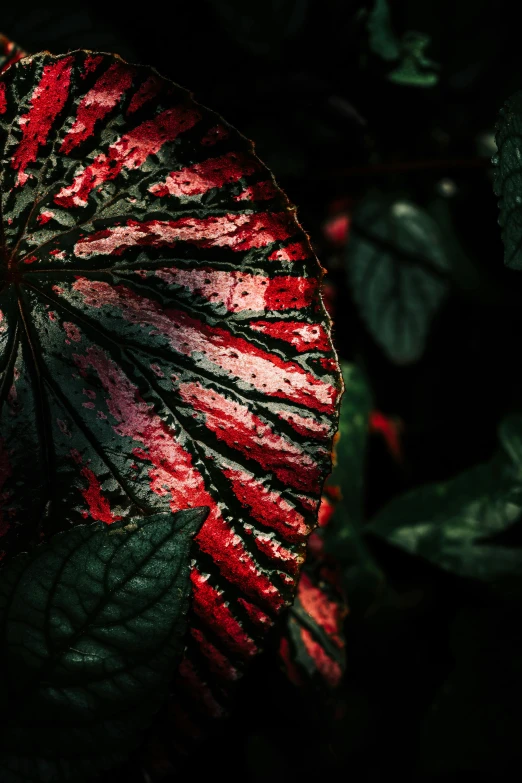 a close up of a leaf on a plant, inspired by Elsa Bleda, unsplash contest winner, art photography, crimson halo, bleeding colors, 7 0 mm. dramatic lighting, in the jungle. bloom