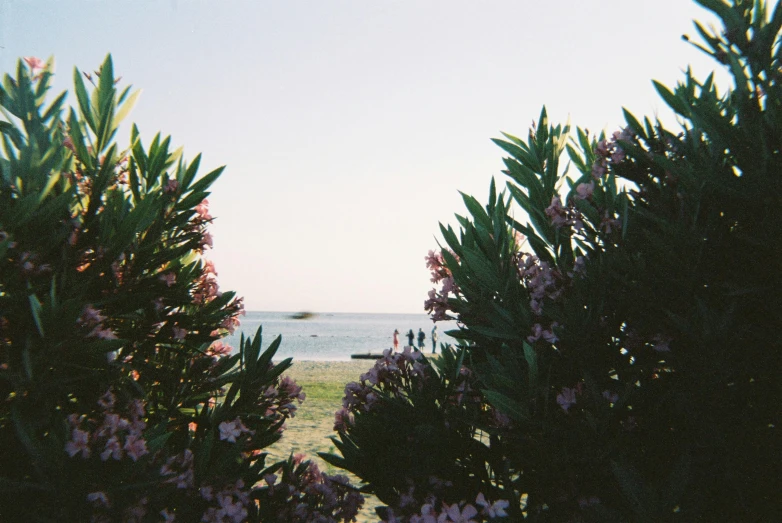 a couple of bushes in front of a body of water, a picture, unsplash, happening, near the beach, with flowers and plants, 90's photo, slight haze