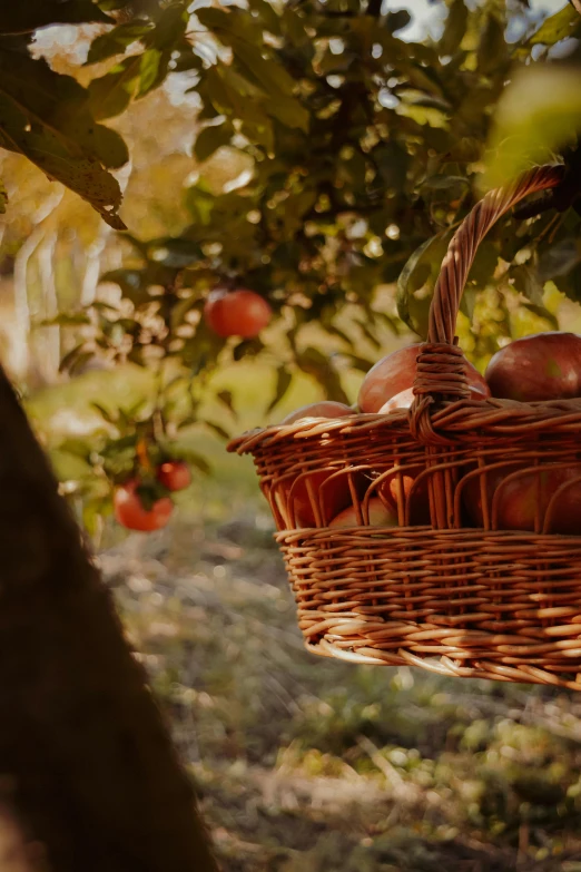 a basket full of apples hanging from a tree, award winning cinematic still, lush surroundings, warmly lit, cart