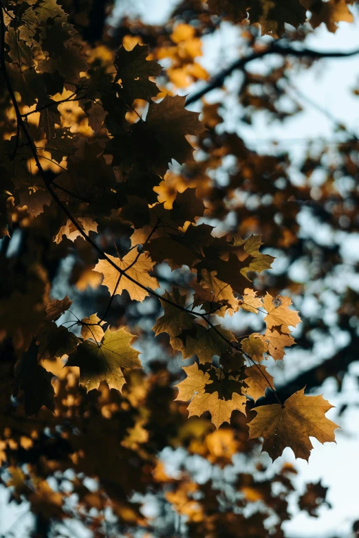 the sun shines through the leaves of a tree, by Niko Henrichon, pexels contest winner, brown and gold color palette, oak leaves, evening lighting, seasonal