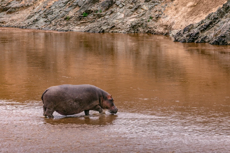 a hippo is standing in the shallow water, by Joseph Severn, pexels contest winner, hurufiyya, with a river running through it, thumbnail, slide show, pig