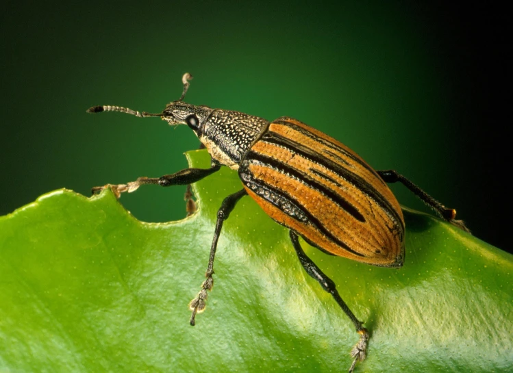 a close up of a beetle on a leaf, striped, getty images proshot, brown:-2, promo photo