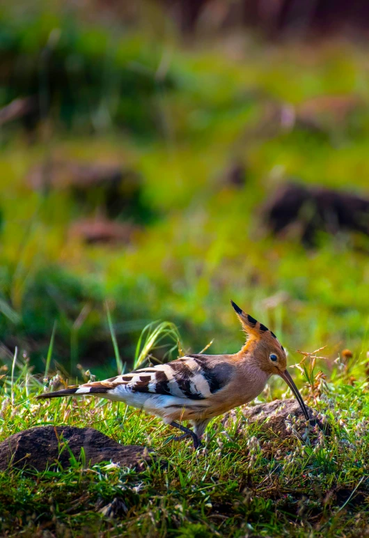 a bird standing on top of a lush green field, hurufiyya, digging, sharp focus », slide show, madagascar