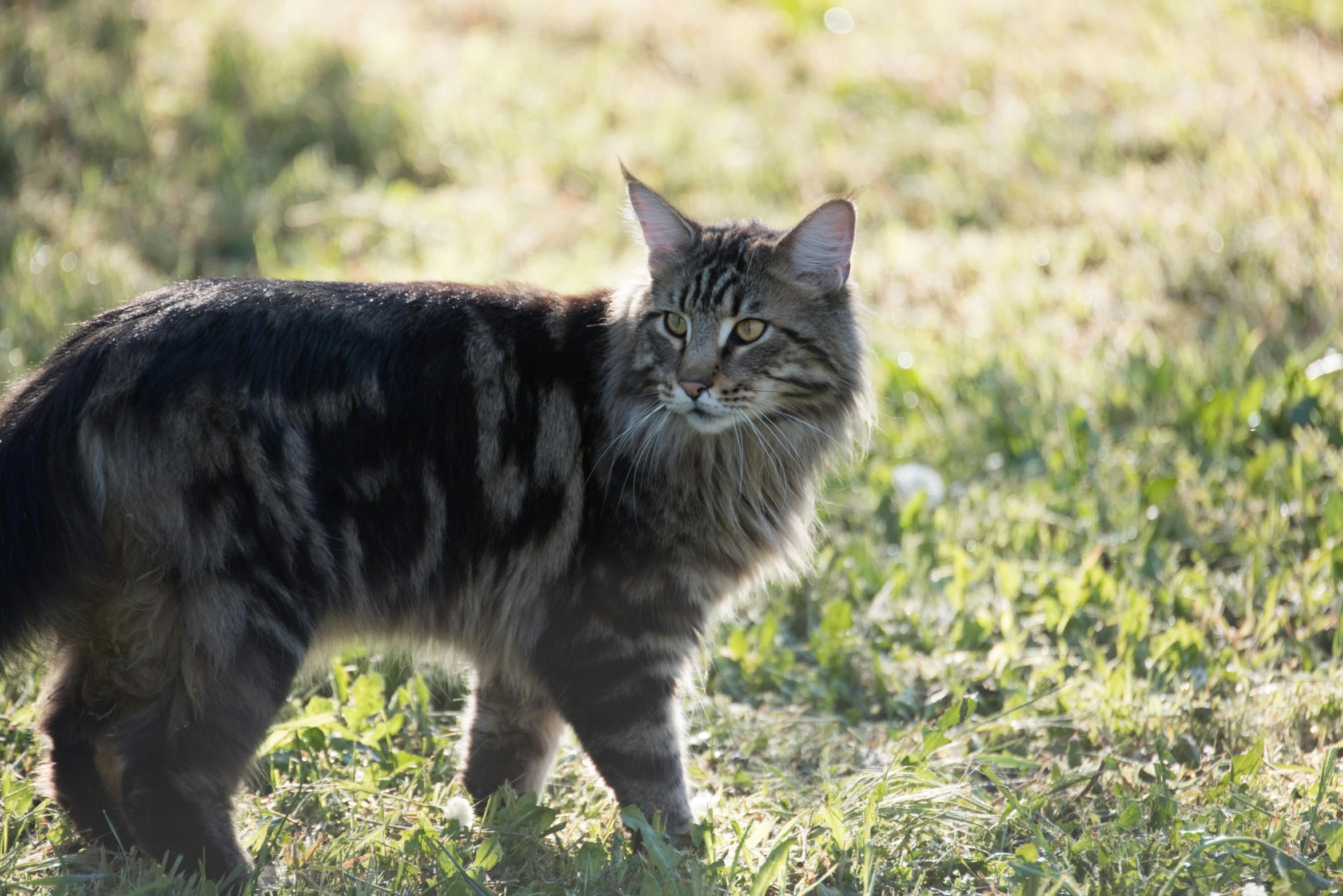 a cat that is standing in the grass