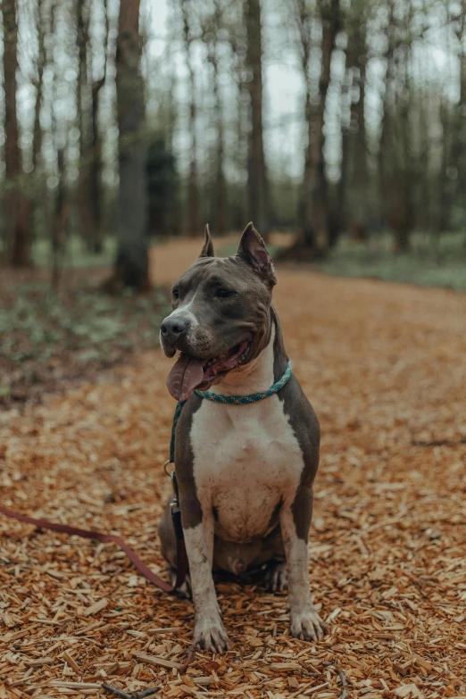 a dog sitting on the ground in the woods, by Jan Tengnagel, unsplash, pitbull, a wooden, heavily upvoted, blue