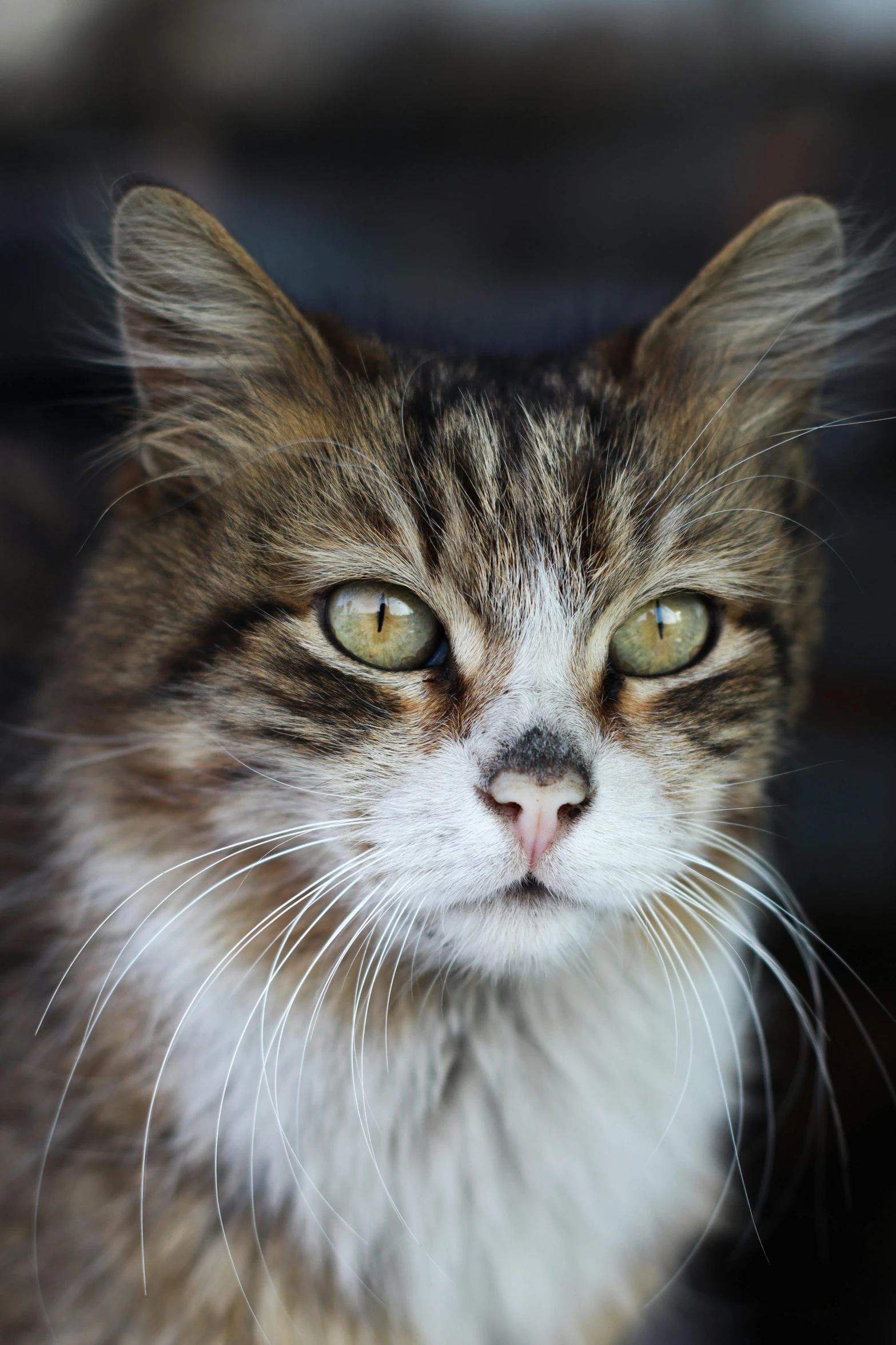 a close up of a cat looking at the camera