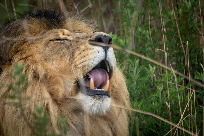 a close up of a lion with its mouth open, pexels contest winner, scratching head, hiding in grass, singing, digital image