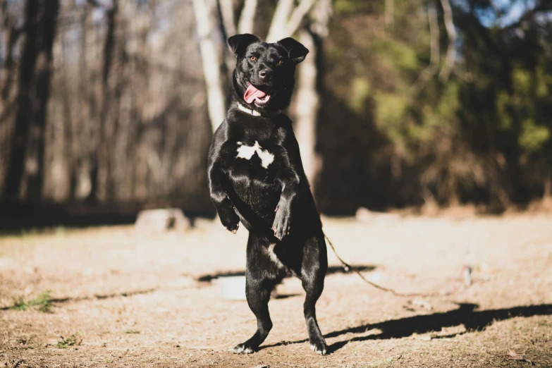 a black dog standing on its hind legs, a portrait, pexels contest winner, arabesque, jenna barton, at the park, tyler, pits