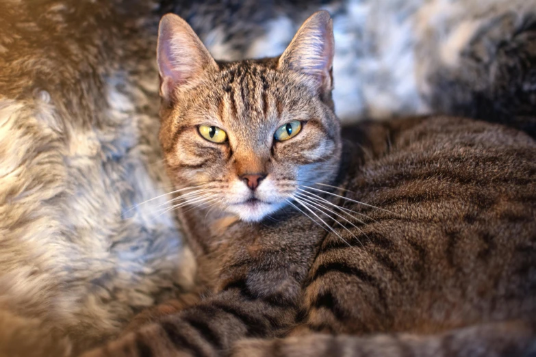 a close up of a cat laying on a couch, a portrait, unsplash, armored cat, portrait mode photo, full frame image