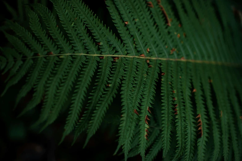 a close up of a fern leaf on a black background, an album cover, pexels contest winner, hurufiyya, redwood trees, fine details 8k octane rendering, exterior shot, video