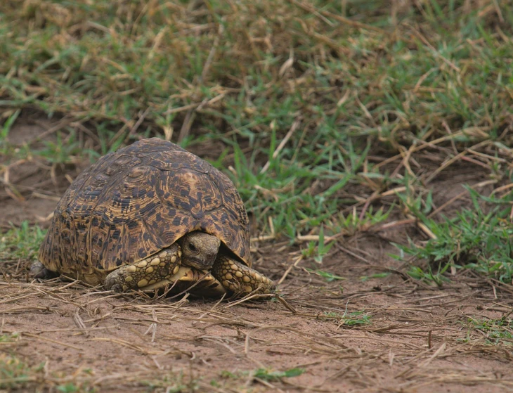 a turtle that is laying down in the dirt, by Jan Tengnagel, hurufiyya, on the african plains, walking, turtle shell, olivia kemp