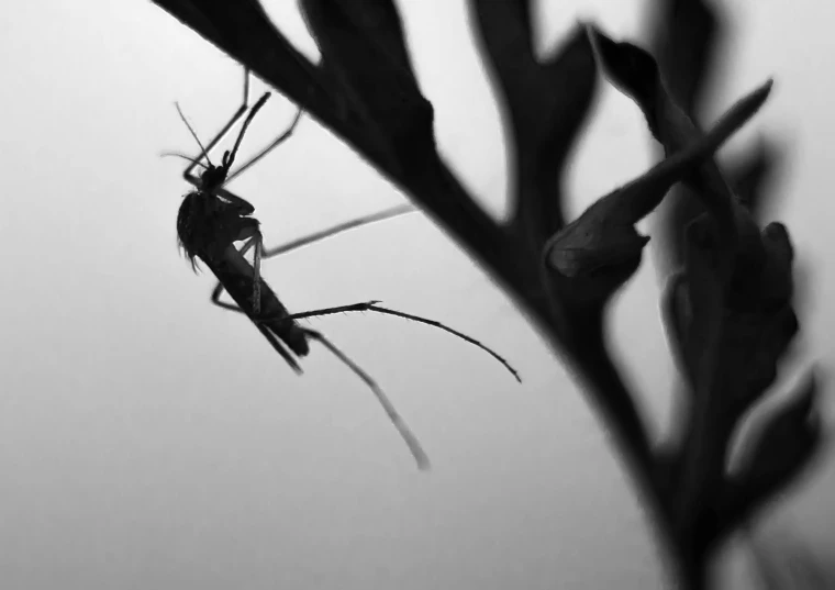 a black and white photo of a mosquito on a plant, by Mathias Kollros, pexels, conceptual art, silhouette!!!, silver insect legs, gina heyer, hunting